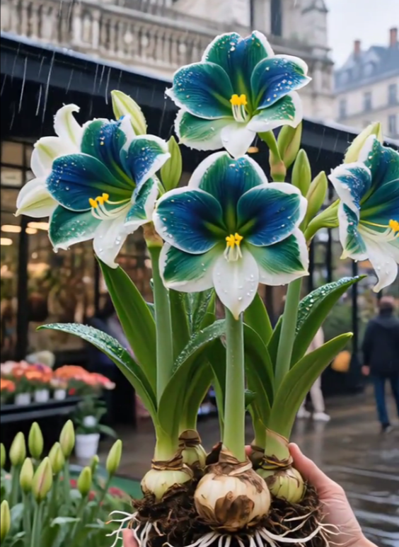 🔥 2025-ös kiárusítás 🌌 Fagyálló, dupla szirmú illatos amarillisz hagymák – Dobd fel az életed egész évben!