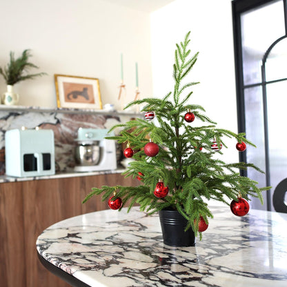 🎄Valódi Érintésű Norfolk Fenyőfa - 50 CM-ES KARÁCSONYFA