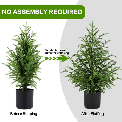 🎄Valódi Érintésű Norfolk Fenyőfa - 50 CM-ES KARÁCSONYFA