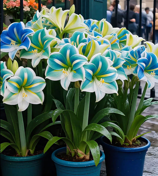 🔥 2025-ös kiárusítás 🌌 Fagyálló, dupla szirmú illatos amarillisz hagymák – Dobd fel az életed egész évben!